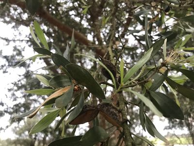 Hakea oleifolia, photographed by Ann Bentley