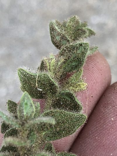 Jamesbrittenia maxii, photographed by Dave U