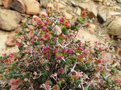Ruschia spinosa, photographed by linkie