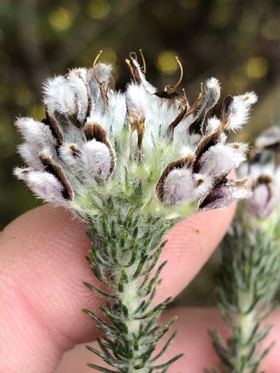 Aspalathus globosa, photographed by Dave U
