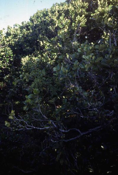 Diospyros egrettarum, photographed by Simon Tonge