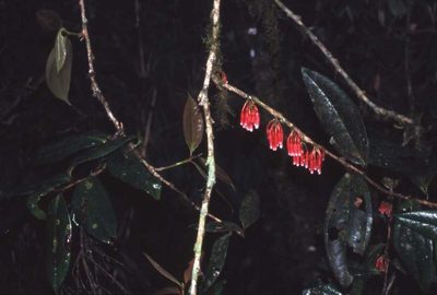 Satyria warszewiczii, photographed by Simon Tonge