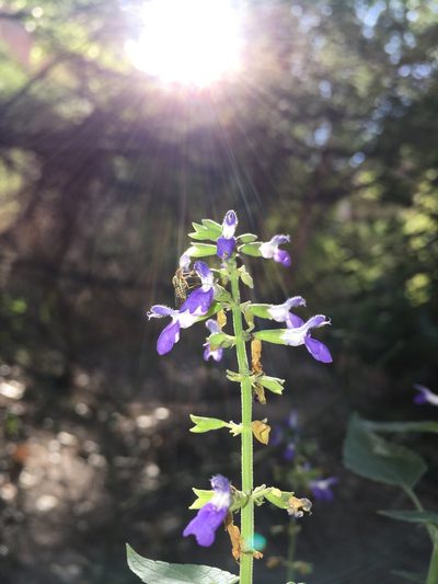 Salvia amissa, photographed by weaver