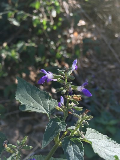 Salvia amissa, photographed by weaver
