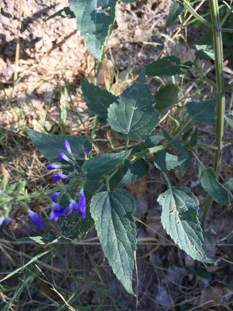 Salvia amissa, photographed by weaver
