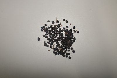 Mimosa scabrella, photographed by Diogo Luiz