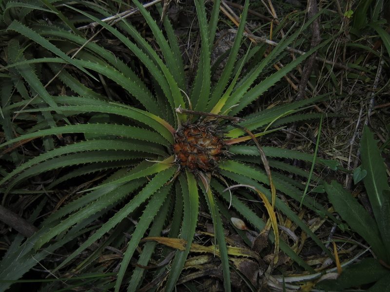 Ochagavia litoralis, photographed by Nicolás Lavandero