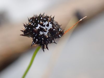 Juncus mertensianus, photographed by John Brew