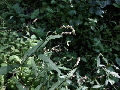 Persicaria minor, photographed by Pavel Kacl