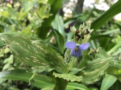 Tinantia erecta, photographed by Luis F. Ramírez