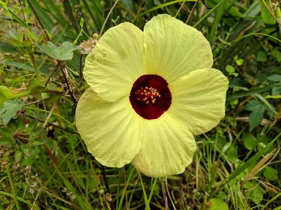 Sabdariffa surattensis, photographed by Pieter Huybrechts