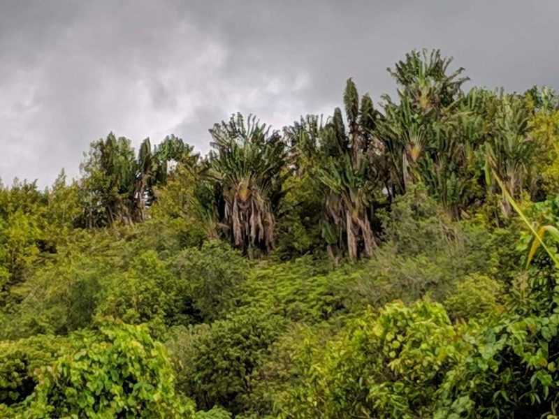 Ravenala madagascariensis, photographed by Pieter Huybrechts