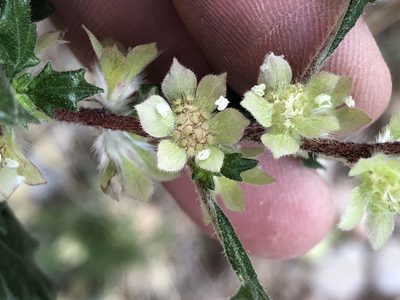Forsskaolea candida, photographed by Dave U