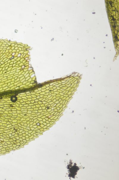 Tayloria serrata, photographed by Randal