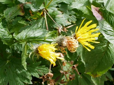 Crepis pyrenaica, photographed by Wolfgang Jauch