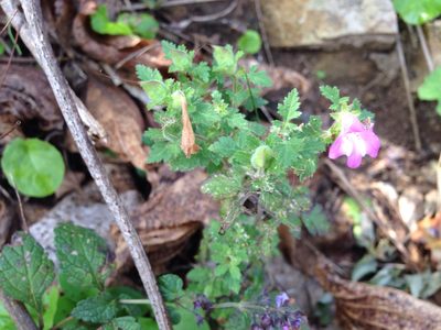 Phtheirospermum japonicum, photographed by Kim, Hyun-tae