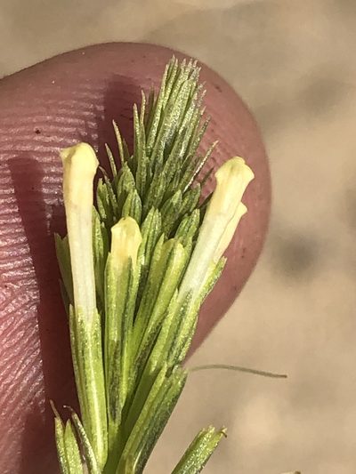 Chascanum garipense, photographed by Dave U