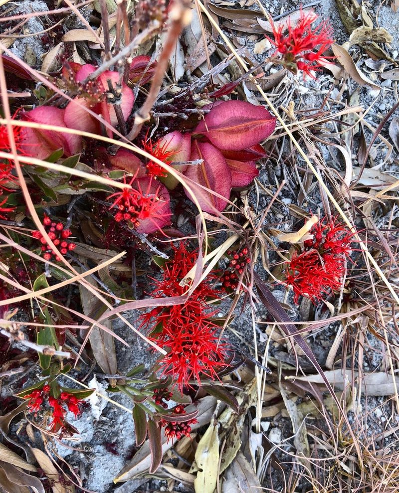Combretum sericeum, photographed by desertnaturalist