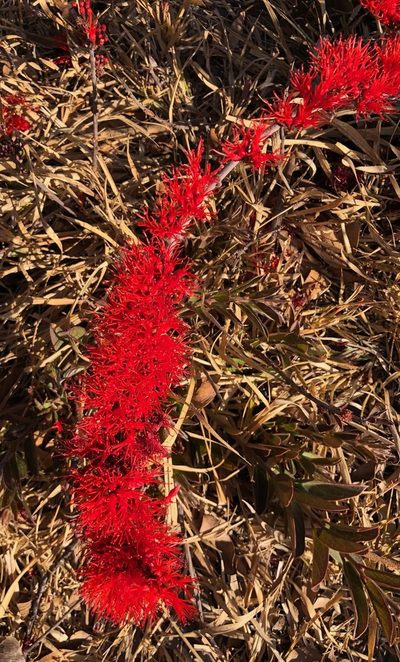 Combretum sericeum, photographed by desertnaturalist