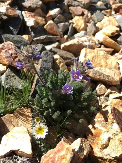 Polemonium chartaceum, photographed by Martin Purdy