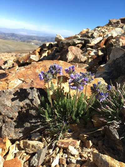 Polemonium chartaceum, photographed by Martin Purdy