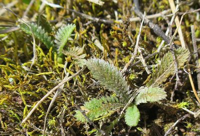 Leptinella serrulata, photographed by Alice Shanks