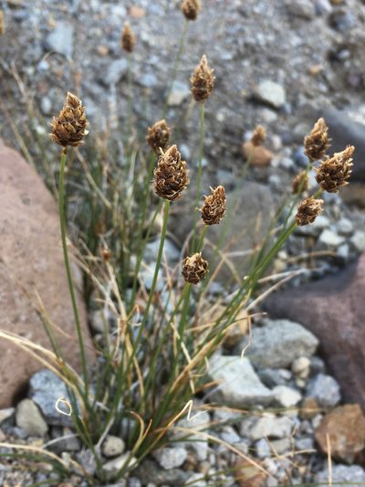 Carex breweri, photographed by Matt Berger