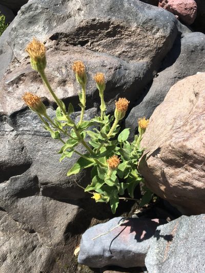 Arnica viscosa, photographed by Matt Berger