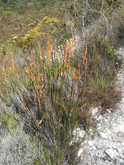 Elegia persistens, photographed by Noeleen du Toit