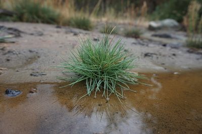 Puccinellia howellii, photographed by Matt Berger