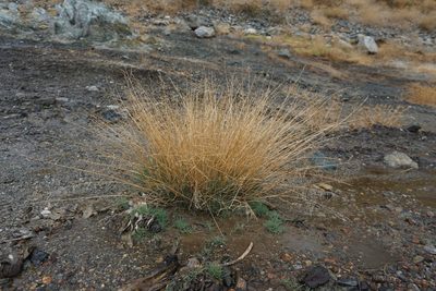 Puccinellia howellii, photographed by Matt Berger