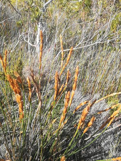 Elegia persistens, photographed by Noeleen du Toit