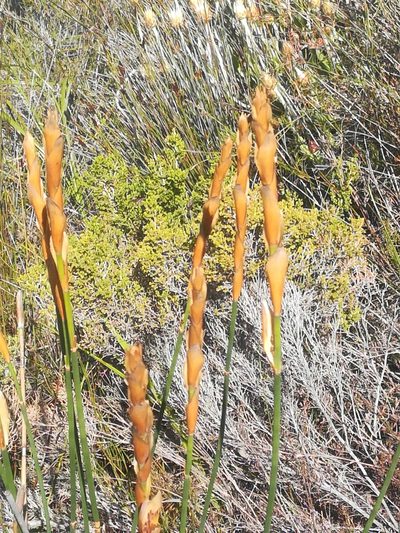 Elegia persistens, photographed by Noeleen du Toit