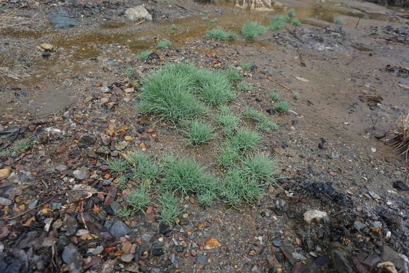 Puccinellia howellii, photographed by Matt Berger