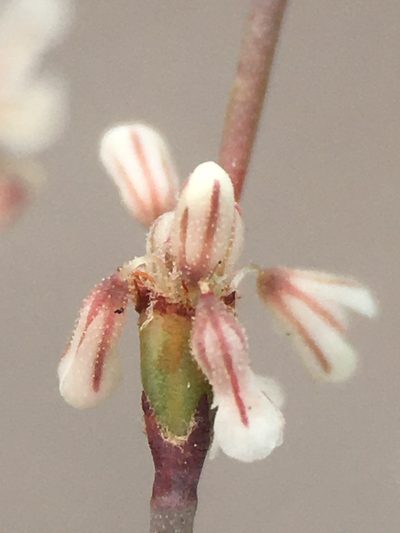 Eriogonum baileyi, photographed by Matt Berger