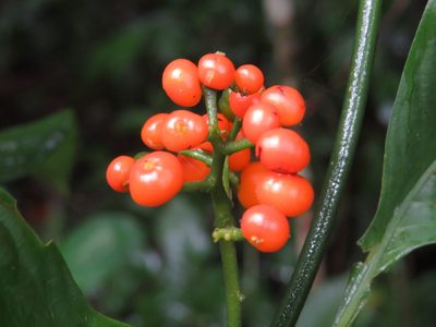 Palicourea racemosa, photographed by Diogo Luiz