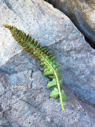 Polystichum kruckebergii, photographed by Matt Berger