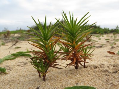 Cyperus pedunculatus, photographed by Diogo Luiz