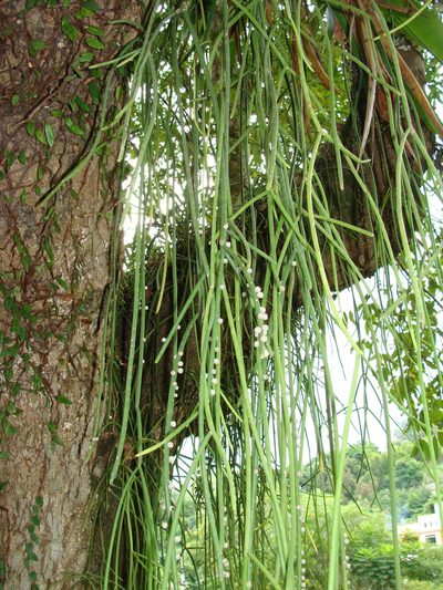 Rhipsalis lindbergiana, photographed by Diogo Luiz