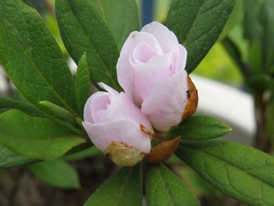 Rhododendron simsii, photographed by Diogo Luiz
