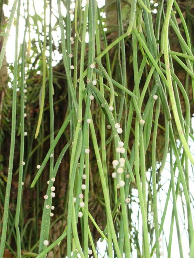 Rhipsalis lindbergiana, photographed by Diogo Luiz