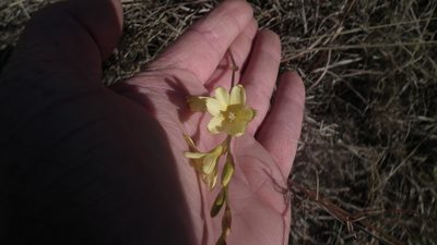 Tritonia gladiolaris, photographed by Shaun Swanepoel
