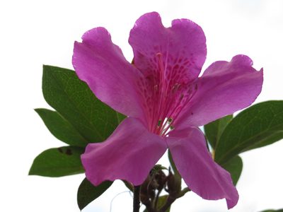 Rhododendron simsii, photographed by Diogo Luiz