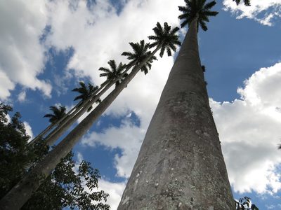 Roystonea oleracea, photographed by Diogo Luiz