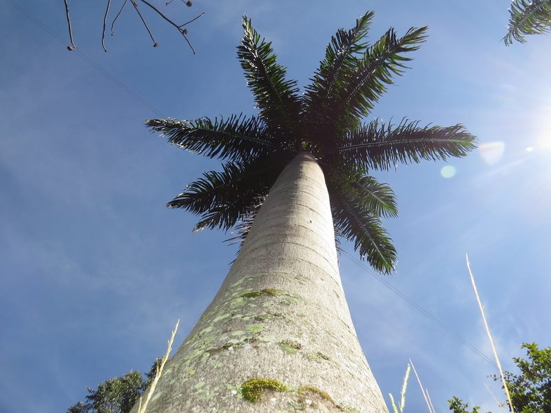 Roystonea oleracea, photographed by Diogo Luiz