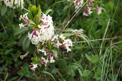 Daphne glomerata, photographed by Sam J. Thomas