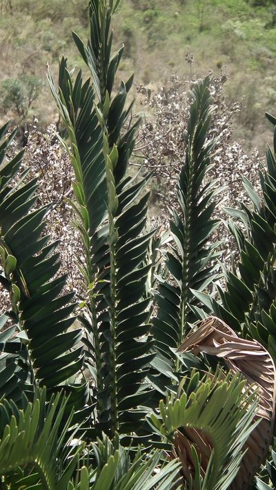 Encephalartos altensteinii, photographed by Shaun Swanepoel