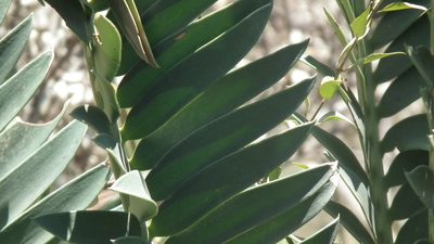 Encephalartos altensteinii, photographed by Shaun Swanepoel
