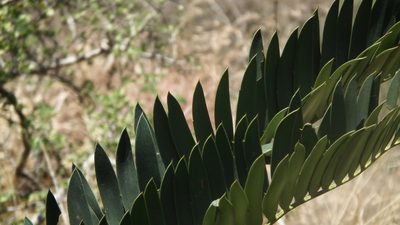 Encephalartos altensteinii, photographed by Shaun Swanepoel