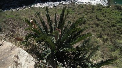 Encephalartos altensteinii, photographed by Shaun Swanepoel
